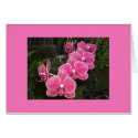 Orchids cards by JLWinther Orchids cards