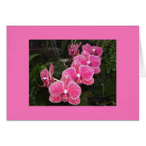 Orchids cards by JLWinther Orchids cards