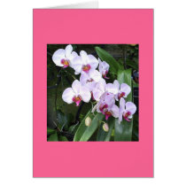 Orchids cards