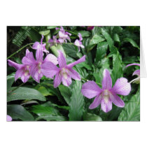 Orchids Card