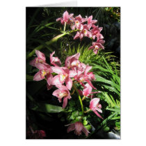 Orchids cards