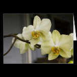 Orchids Card cards