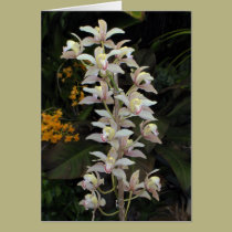 Orchids Cards