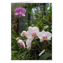 Orchids - Customized Cards