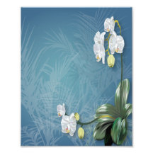 Orchids & Ferns Photo