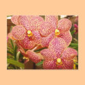 Orchids Five Postcard by GrumpyKittenGraphics Orchids Five Postcard