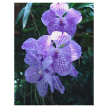 Orchids flyers