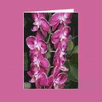 Orchids-Fuschia I cards by SherryHHunt Orchids-Fuschia I cards