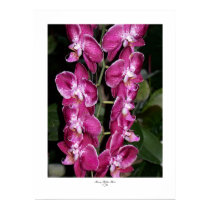 Orchids-Fuschia I Poster posters by SherryHHunt Orchids-Fuschia I Poster posters