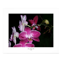 Orchids- Fuschia II posters by SherryHHunt Orchids- Fuschia II posters
