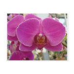 Orchids Hot Pink Postcard