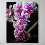 Orchids in Purple Poster