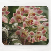 Orchids Mouse Pads