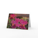 Orchids notecard by jdverte Orchids notecard
