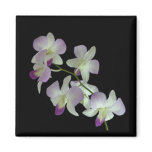 Orchids on Black Magnets