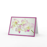 orchid, flower, white, raspberry, pink, purple,