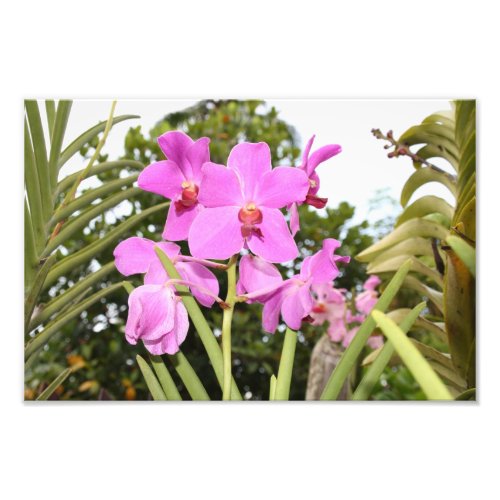 Pink orchids in a beautiful flower garden