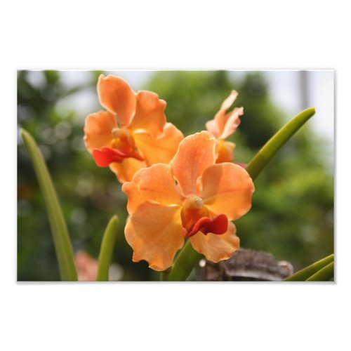 Orange orchids in a flower garden