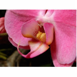 orchids, plants, flowers, flowers, plants, orchid,