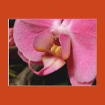 orchids, plants, flowers, flowers, plants, orchid,