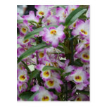 Orchids Post Card