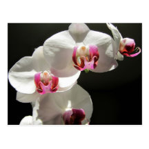 Orchids Post Cards
