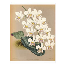 Orchids Post Cards