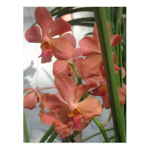 Orchids Post Cards