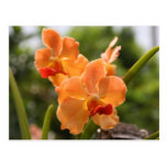 Orchids Post Cards