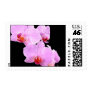 Orchids