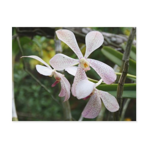 Orchids