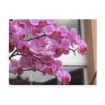 Orchids Postcard