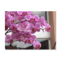 Orchids postcards by amjon1 Orchids postcards