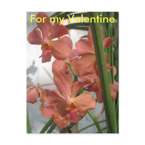 Orchids postcard