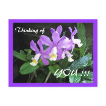Orchids Postcard by JLWinther Orchids Postcard