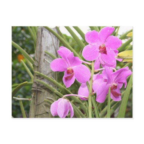 Orchids