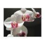 Orchids Post Cards