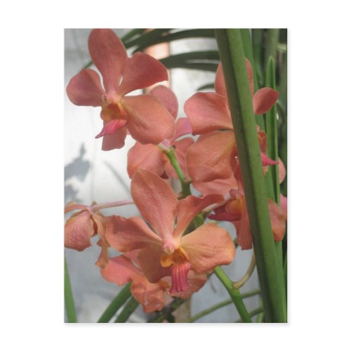Orchids postcard