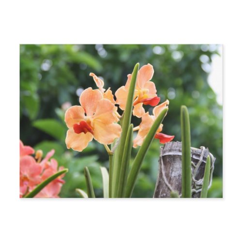 Orchids in a flower garden in the Philippines