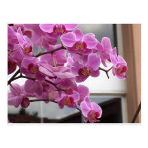 Orchids Postcard