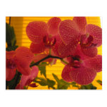 Orchids Postcard