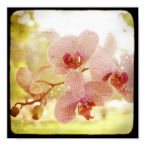 Orchids Poster posters by coconutpie Orchids Poster posters