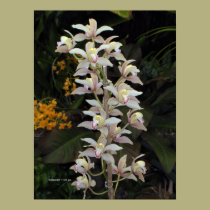Orchids posters