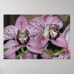 Orchids Posters