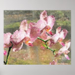 Orchids Posters