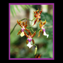Orchids posters