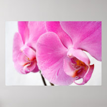 Orchids Posters