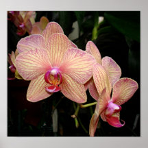 Orchids Print