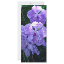 Orchids rack cards
