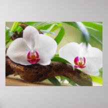 Orchids spa oasis print